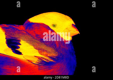 Bullfinch (Snowbird, Pyrrhula pirrhula, maschio) in alta tecnologia scientifica termocamera su sfondo nero isolato Foto Stock