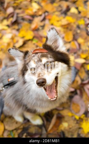 Il cane Husky nell'area boscosa autunnale dell'ohio Foto Stock