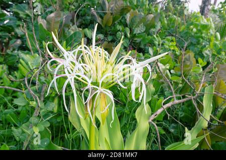 Un insolito giglio bianco con delicati petali fantasia come l'ibrido di Ismenae. Colombo, Sri Lanka Foto Stock