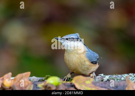 Nuthatch foraggio in autunno a metà Galles Foto Stock