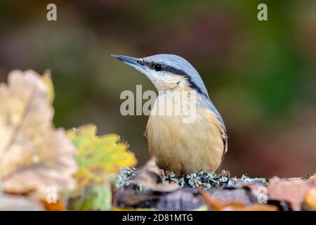 Nuthatch foraggio in autunno a metà Galles Foto Stock