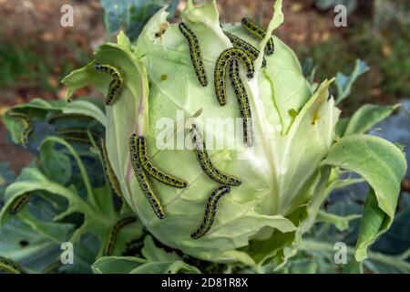 Lotto di bruchi su cavolo Foto Stock