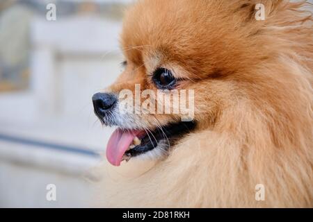 Primo piano di carino cane Pomeraniano felice Foto Stock
