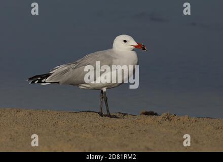 Audouin's Gull (Larus audouinii) Adulti in piedi sulla spiaggia sabbiosa di Minorca, Isole Baleari, Spagna Ottobre Foto Stock