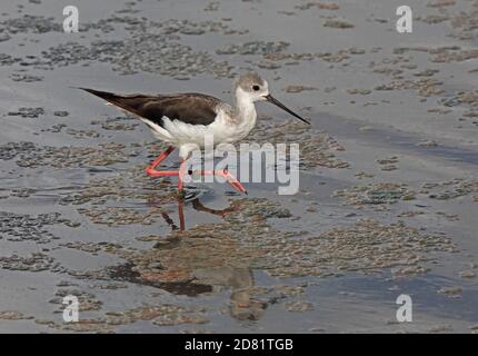 Alata nera Stilt (Himantopus himantopus himantopus) immaturo camminare nella palude di Albufera, Maiorca, Isole Baleari, Spagna Ottobre Foto Stock