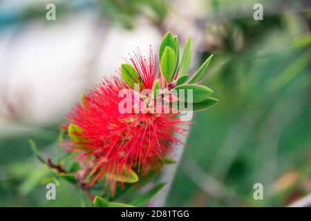 Fondo rosso fiore Callistemon citrinus , fuoco selettivo. Foto Stock