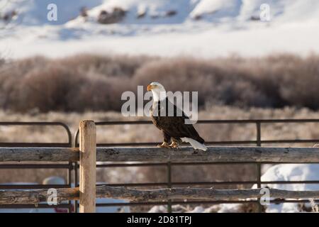 Aquila calva appollaiata su una fence Foto Stock