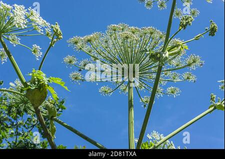 Infiorescenze a secco di erba di una mucca pastinaca, Heracleum sosnowskyi, pianta velenosa Foto Stock