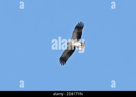 Booted Eagle (Hieraaetus pennatus) fase leggera adulto in volo Isola di Cabrera, Maiorca, Isole Baleari, Spagna Ottobre Foto Stock