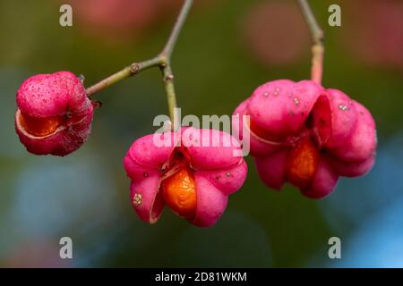 Primo piano di bacche fuse dai colori vivaci, frutti rosa e arancio del fusello (Euonymus europaeus) Foto Stock