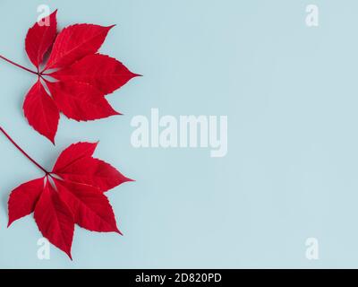 Belle foglie rosse su sfondo azzurro. Sfondo autunno. Disposizione piatta. Posiziona per il testo. Foto Stock