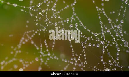 Primo piano di rugiada mattutina su spiderweb Foto Stock