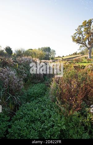 Attraverso il sottobosco vicino a Starcross, Devon corre Staplake Brook. Foto Stock