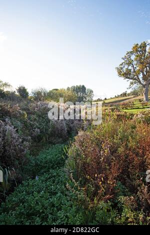 Attraverso il sottobosco vicino a Starcross, Devon corre Staplake Brook. Foto Stock