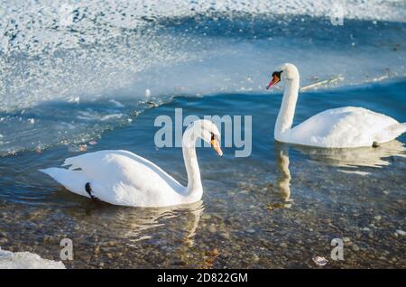 bei cigni bianchi in inverno sulla superficie del laghetto dell'acqua Foto Stock