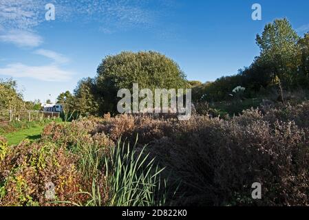 Attraverso il sottobosco vicino a Starcross, Devon corre Staplake Brook. Foto Stock