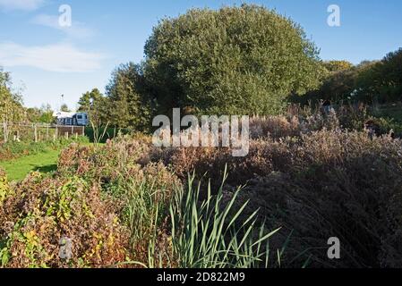 Attraverso il sottobosco vicino a Starcross, Devon corre Staplake Brook. Foto Stock