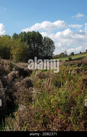 Attraverso il sottobosco vicino a Starcross, Devon corre Staplake Brook. Foto Stock