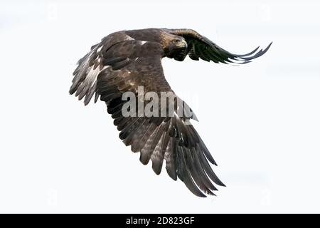 Golden Eagle seduto e in volo Foto Stock