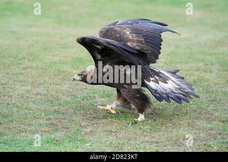 Golden Eagle seduto e in volo Foto Stock