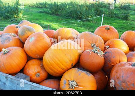 Un grande tumulo di zucche fresche e arancioni in una grande cassa di legno nella Kenyon Hall Farm, Inghilterra Foto Stock