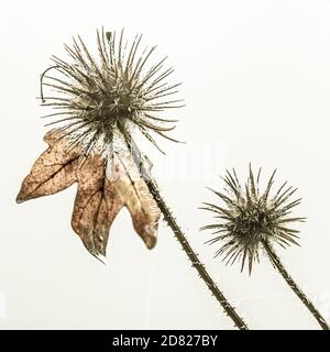 Piccolo Teasel - Dipsacus pilosus - in autunno Foto Stock