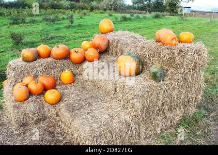 Le zucche sono allestite su balle di paglia impilate nella Kenyon Hall Farm, Inghilterra Foto Stock