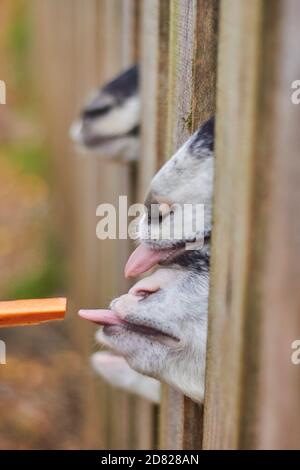 Capre affamate allo zoo in autunno. Foto Stock