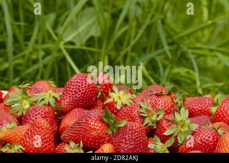 fragole sono fresche sullo sfondo della natura un sacco di frutti di bosco maturi. Foto Stock