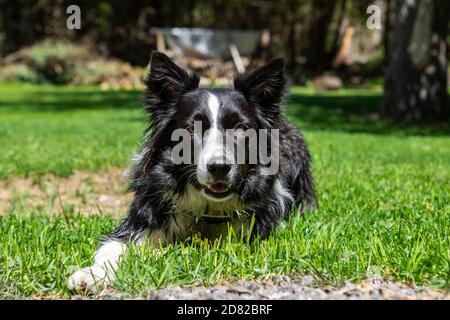 Ritratto del cane collie bordo razza seduta e riposante mentre sdraiato su erba in parco senza persone intorno e. godendo del tempo da solo Foto Stock