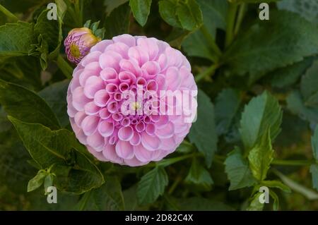 Primo piano di Dahlia Stolze von Berlin con il germoglio di rottura Un pompon dahlia.that fiori durante l'estate UN perenne tuberoso che ama il sole pieno Foto Stock