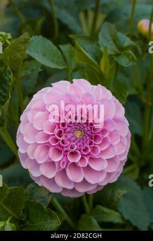 Primo piano di Dahlia Stolze von Berlin a pompon dahlia.That Fiori durante tutta l'estate UN perenne tuberoso che ama il sole pieno Foto Stock