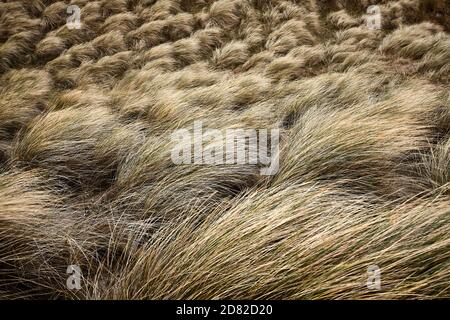 Duna di sabbia spazzata dal vento, erba di Marram sulla costa scozzese vicino a Durness sulla NC500 Foto Stock