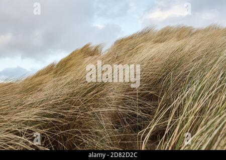 Duna di sabbia spazzata dal vento, erba di Marram sulla costa scozzese vicino a Durness sulla NC500 Foto Stock