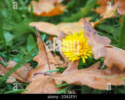 Un dente di leone giallo solitario in ritardo fiorisce nella caduta nell'erba tra le foglie cadute degli alberi. Foglie secche di quercia morta e fiori freschi viventi. Foto Stock