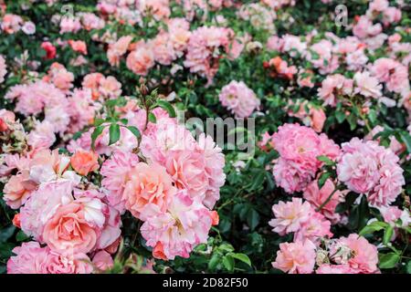 cespugli rosa in fiore in giardino in estate Foto Stock