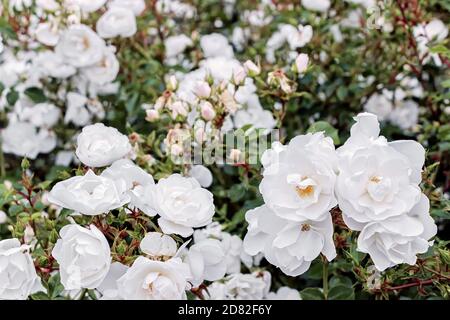 cespugli di rose bianche in fiore in giardino in estate Foto Stock