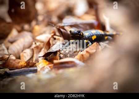 Poco salamander fuoco in piedi su foglie in autunno. Foto Stock