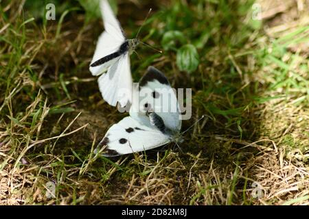 Il cavolo bianco Butterfly (Sarcococca brassicae) Foto Stock