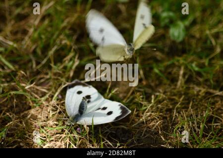 Il cavolo bianco Butterfly (Sarcococca brassicae) Foto Stock