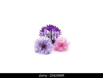 graziosi fiori di mais rosa blu e viola isolato su un bianco sfondo Foto Stock