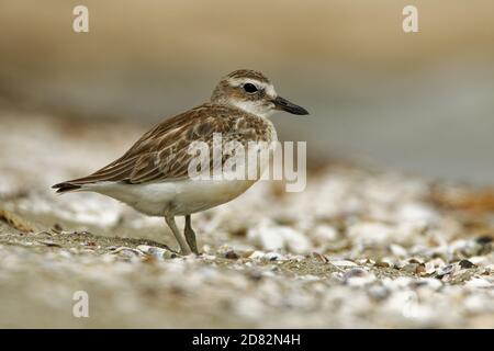 Charadrius oscurus aquilonius - dotterel neozelandese - tuturiwhatu sulla spiaggia in Nuova Zelanda, chiamato anche Plover neozelandese, Plover rosso, Foto Stock