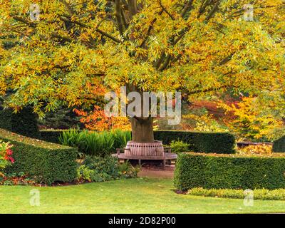 Sedile circolare in legno intorno al Quercus castaneifolia 'Green spire' albero a Harlow Car Garden, in autunno. Foto Stock