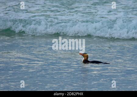 Giallo-eyed penguin - hoiho - Megadyptes antipodes, razze lungo la parte orientale e sud-est delle coste dell'Isola del Sud della Nuova Zelanda, Stewart Foto Stock