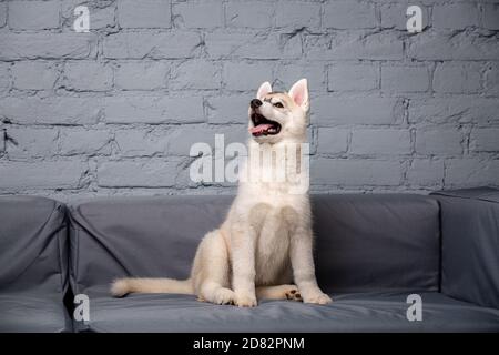 Divertente cucciolo Husky razza età 2.5 mesi di colore chiaro su un divano grigio a casa su un muro di mattoni sfondo. Faccia sorridente del cane allevato puro domestico con Foto Stock