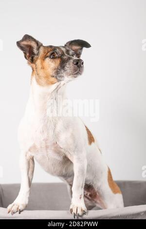 Tennoso Jack Russell Terrier, seduto a corpo pieno Foto Stock
