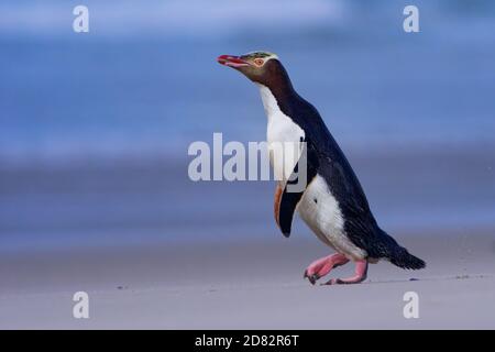 Giallo-eyed penguin - hoiho - Megadyptes antipodes, razze lungo la parte orientale e sud-est delle coste dell'Isola del Sud della Nuova Zelanda, Stewart Foto Stock