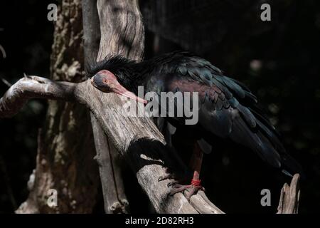 Raro Northern Bald ibis pulire le sue piume su un legno registro Foto Stock