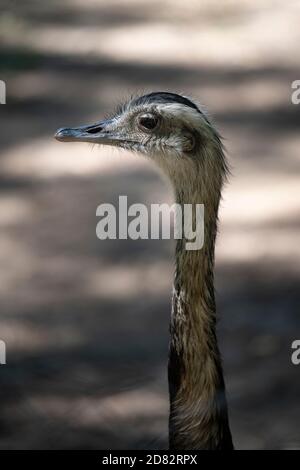 Primo piano su un viso rhea in uno zoo, collo lungo Foto Stock