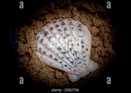 Seashell naturale tessitura macro. Seashells texture di sfondo. Foto Stock